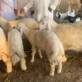 الصورة الأولى