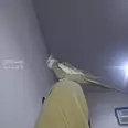 First Image