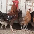 الصورة الأولى