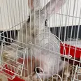 First Image