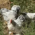 الصورة الأولى