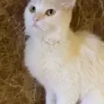 الصورة الأولى