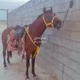 الصورة الأولى