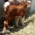 الصورة الأولى