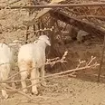 First Image