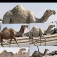 الصورة الأولى