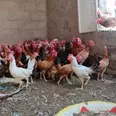الصورة الأولى