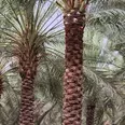 First Image