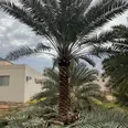 الصورة الأولى
