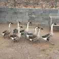 الصورة الأولى