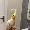 الصورة الأولى