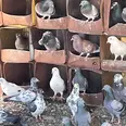 الصورة الأولى