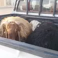الصورة الأولى