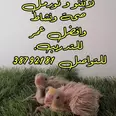 الصورة الأولى