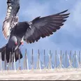الصورة الأولى