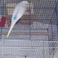 First Image