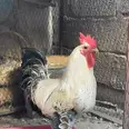 الصورة الأولى