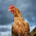 First Image