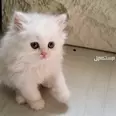 الصورة الأولى