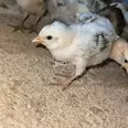 الصورة الأولى