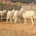 الصورة الأولى