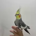 الصورة الأولى