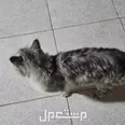 الصورة الأولى