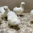 الصورة الأولى