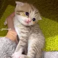 الصورة الأولى