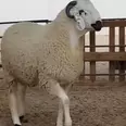 الصورة الأولى