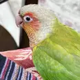 First Image