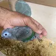 الصورة الأولى
