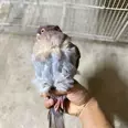 الصورة الأولى