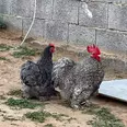 الصورة الأولى