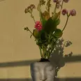 First Image