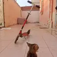 الصورة الأولى