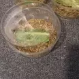 First Image