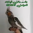 الصورة الأولى