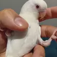 الصورة الأولى