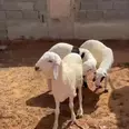 الصورة الأولى