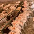 الصورة الأولى