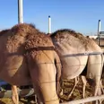 الصورة الأولى