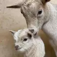 الصورة الأولى