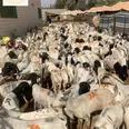 الصورة الأولى