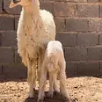 First Image
