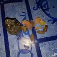 الصورة الأولى