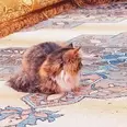 الصورة الأولى