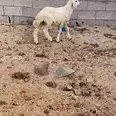 الصورة الأولى