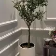 الصورة الأولى