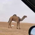 First Image
